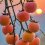 zzjly_2022_